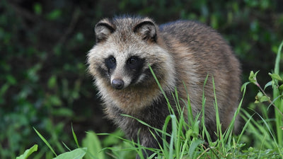 Understand the ecology of raccoon dogs and learn countermeasures