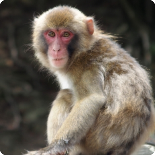 List of monkey countermeasure products