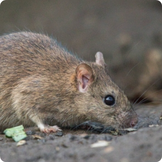 Rat measures product list