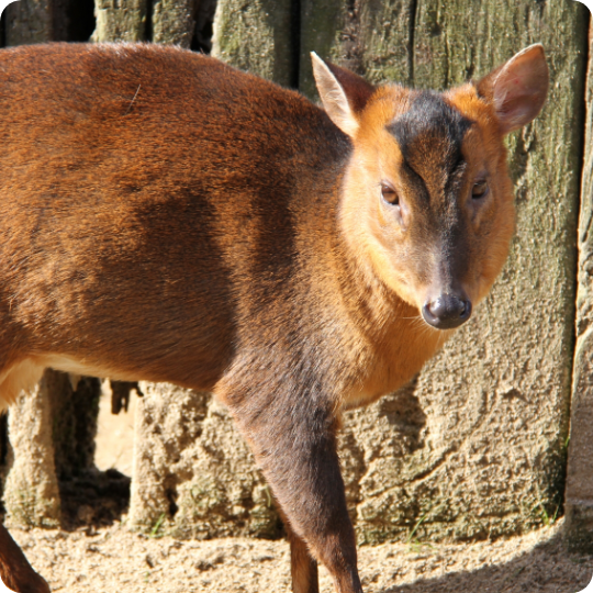 Kyon measures product list