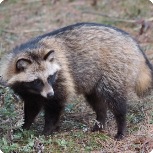 Anti-raccoon dog product list