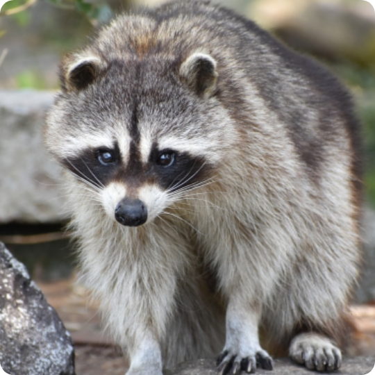 List of raccoon measures products