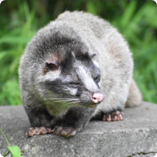 List of palm civet countermeasures products