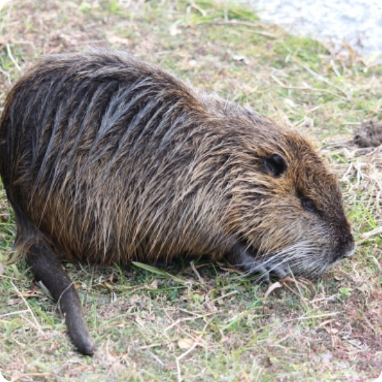 List of products against nutria