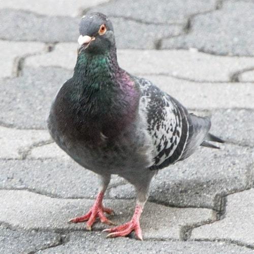 Pigeon countermeasure supplies