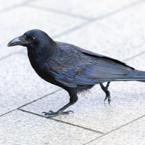 Measures against crows